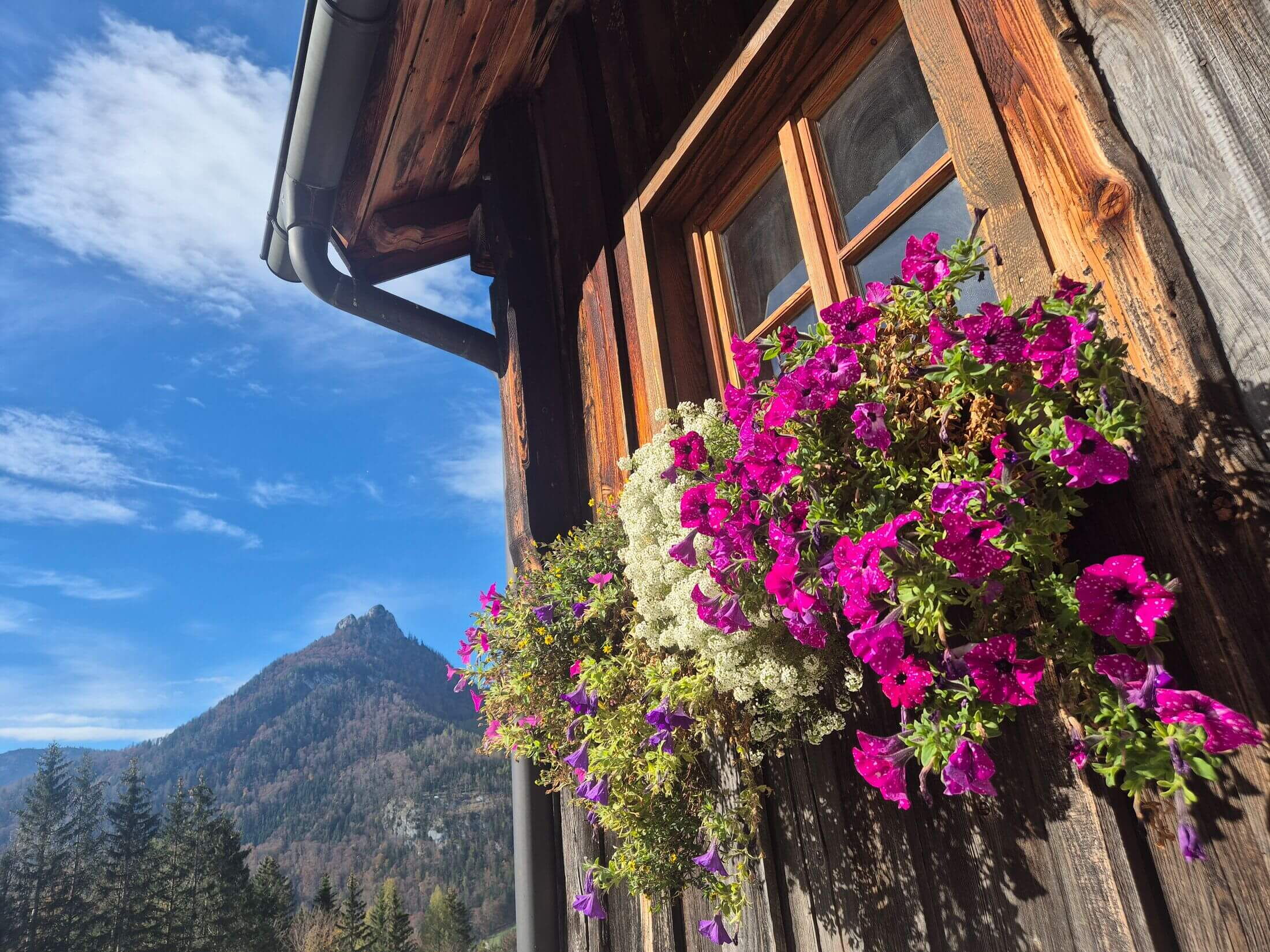 Blumenpracht an der Laimeralm mit im Hintergrund die Salzburger Bergwelt.