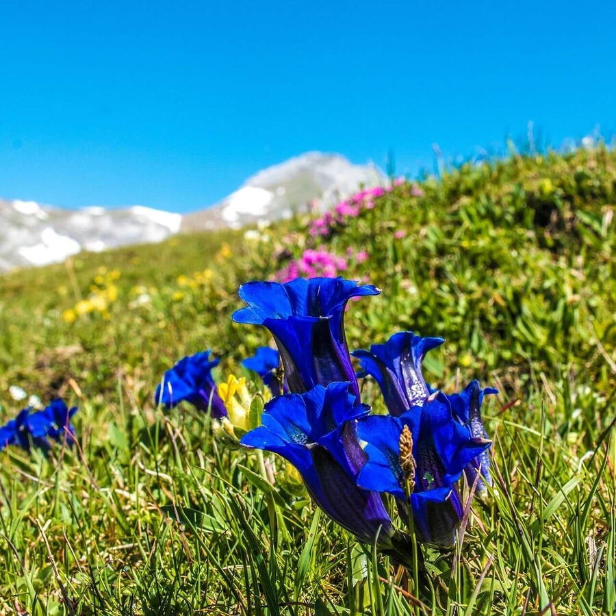 Enzian in voller Blüte: Die intensiv blauen Blüten leuchten in den Bergen und schaffen einen farbenfrohen Kontrast zu den grünen Wiesen und schroffen Felsen.