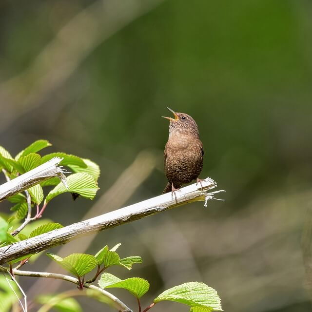 Der Vogel sitzt am Ast und zwitschert fröhlich vor sich her.