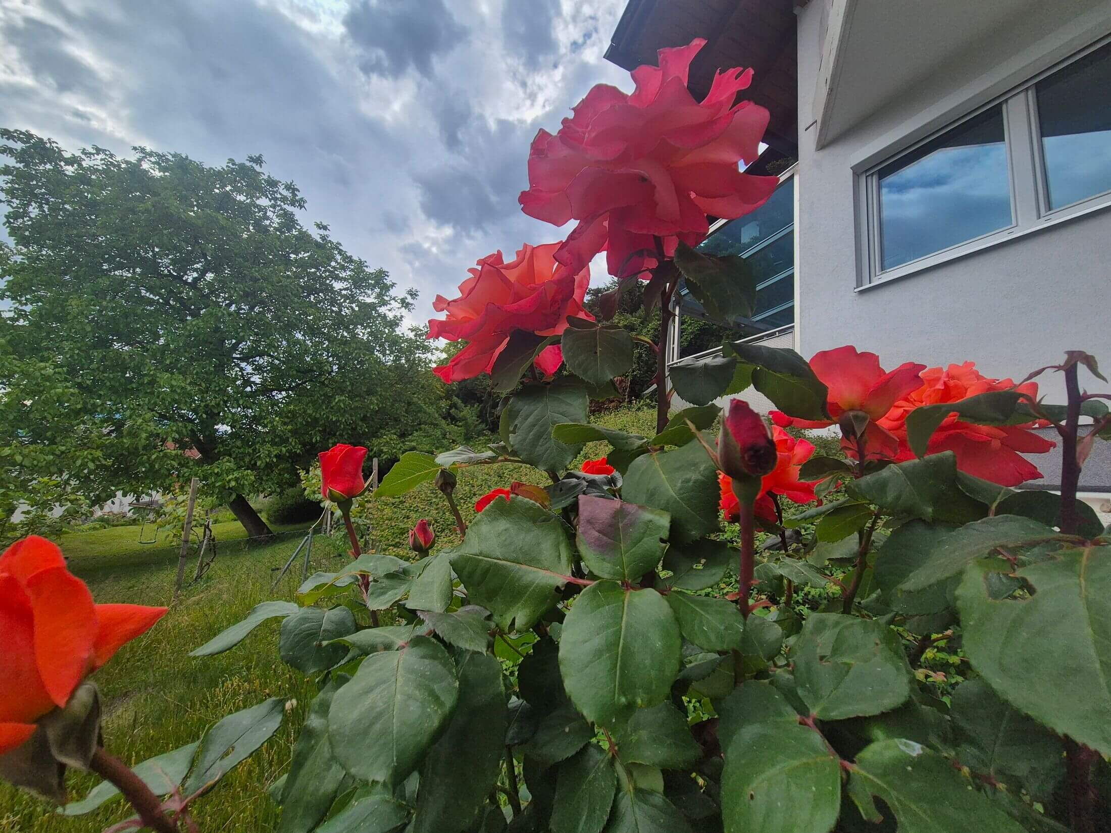 Die Rosenpracht vor der Ferienwohnung Sonnseitn.
