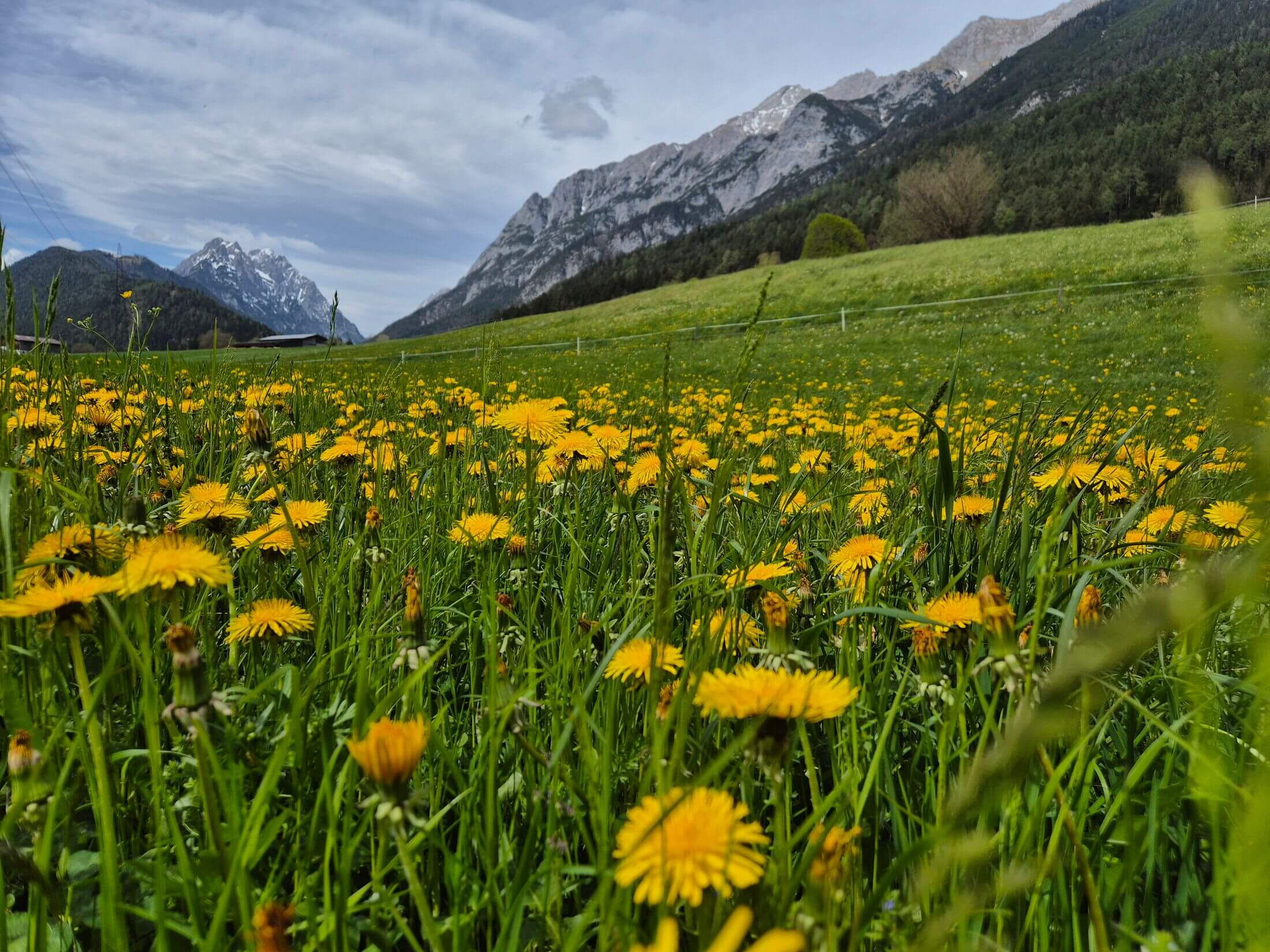Der Blick vom Alpenrehblick auf das Karwendelgebirge und frischen saftigen Wiesen.