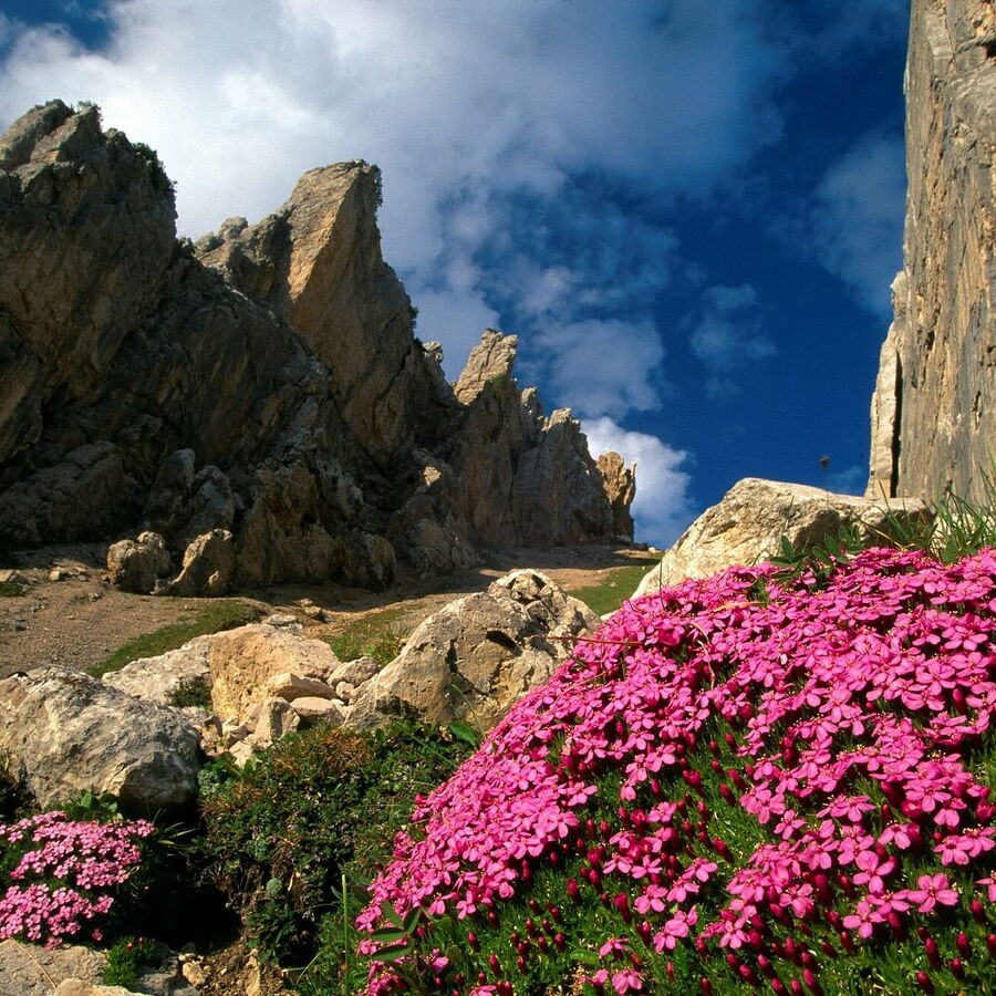 Das wunderschöne Halltal im Vordergrund die Blumenpracht und dahinter das Halltal im Karwendel.