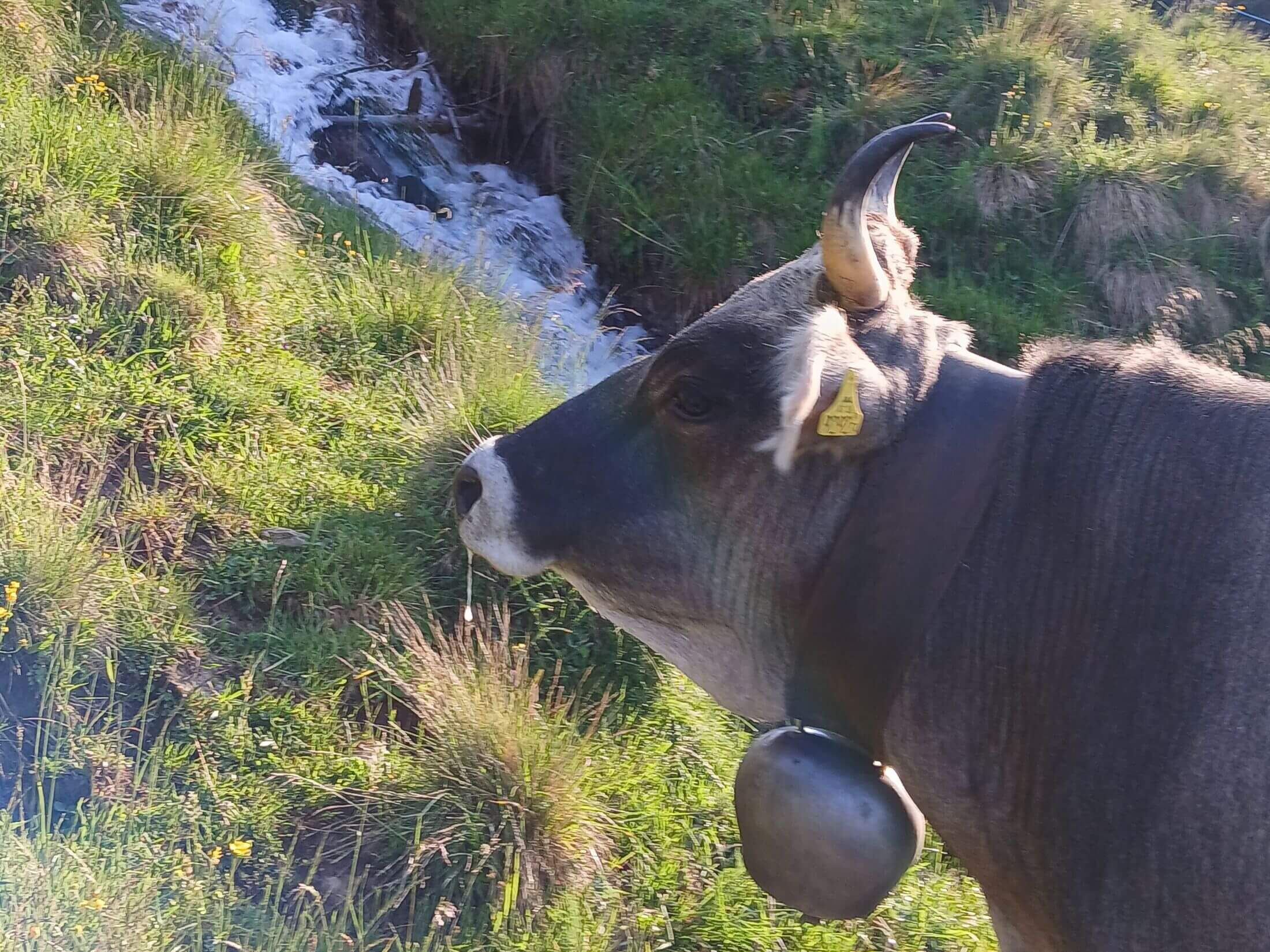 Der ganze Stolz auf dem Demeter-Hof im Zillertal, sind die Traditionsrasse Grauvieh.