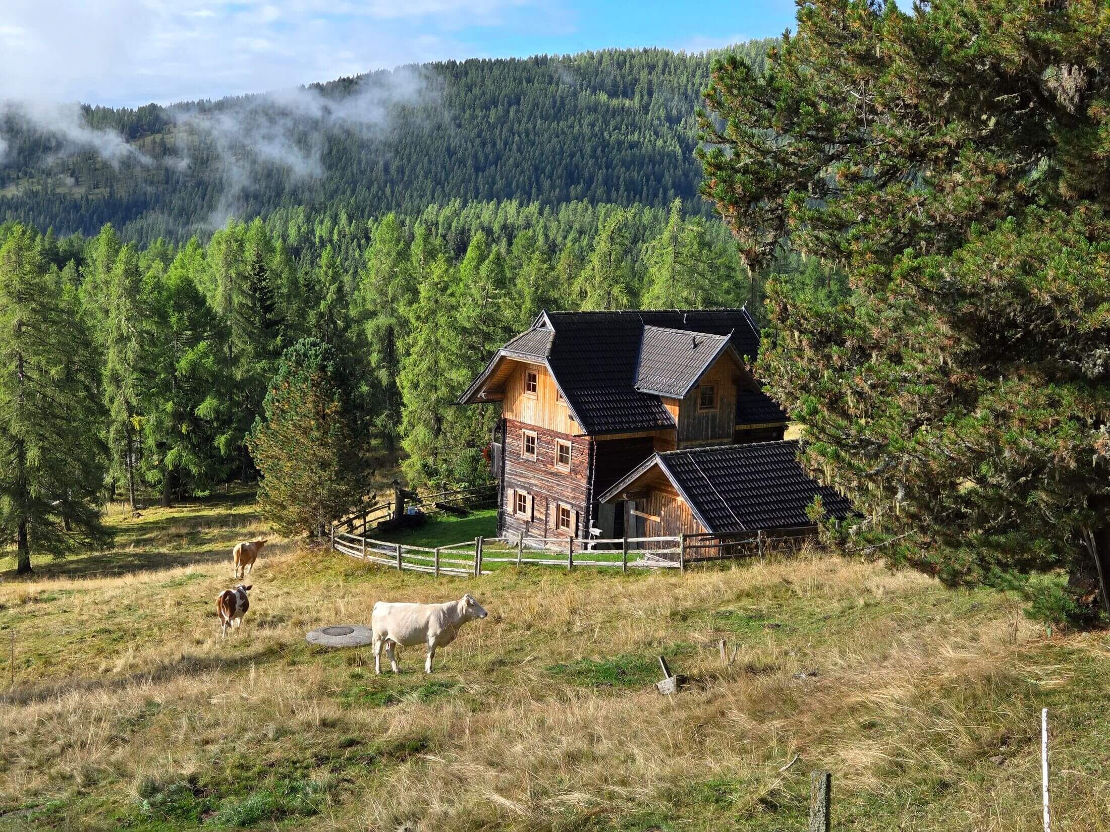 Die Kühe Grasen auf der Weide und die Pietschacher Almhütte im Hintergrund.