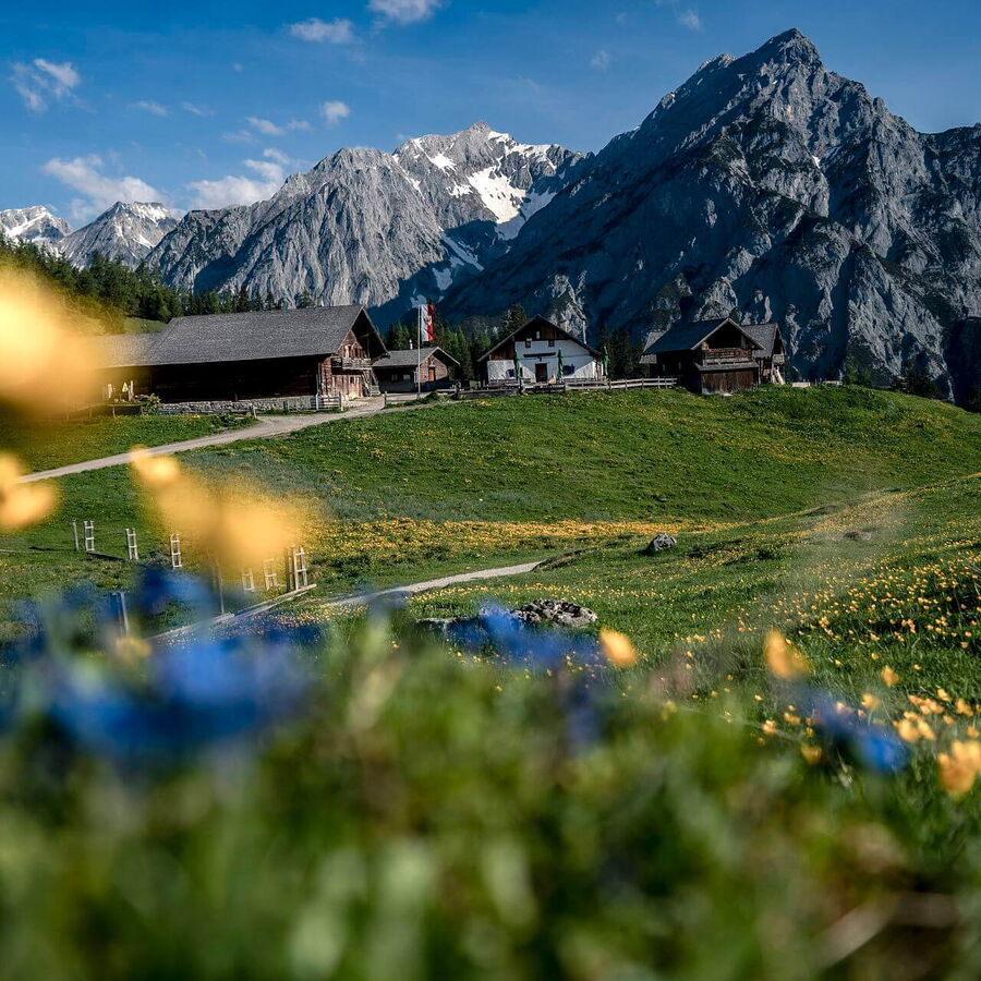 Die Walderalm oberhalb von Gnadenwald in ihrer vollen Blütenpracht.