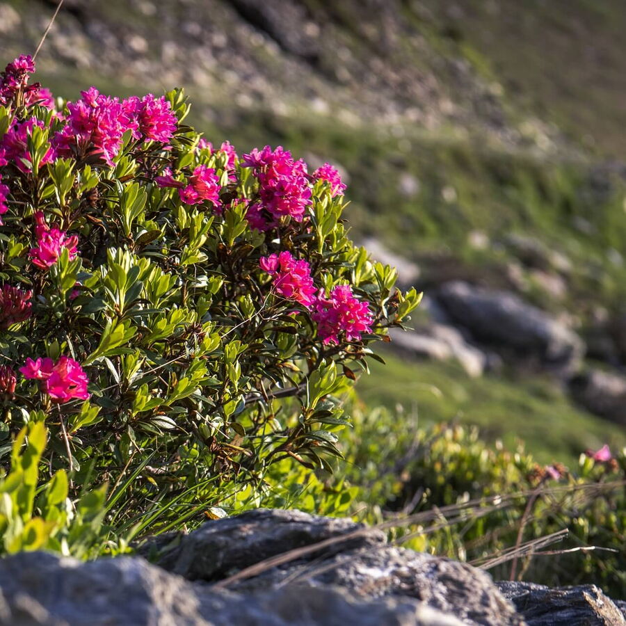 Die Almrosen blühen und zeigen sich in voller Blüte in den Tuxer Alpen.