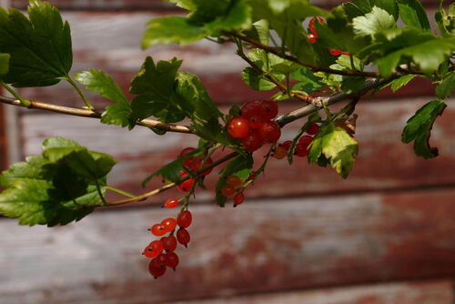 Alpenjohannisbeeren als Wildfrüchte mit scharlachroten Beeren, eingebettet in die alpine Pflanzenwelt.