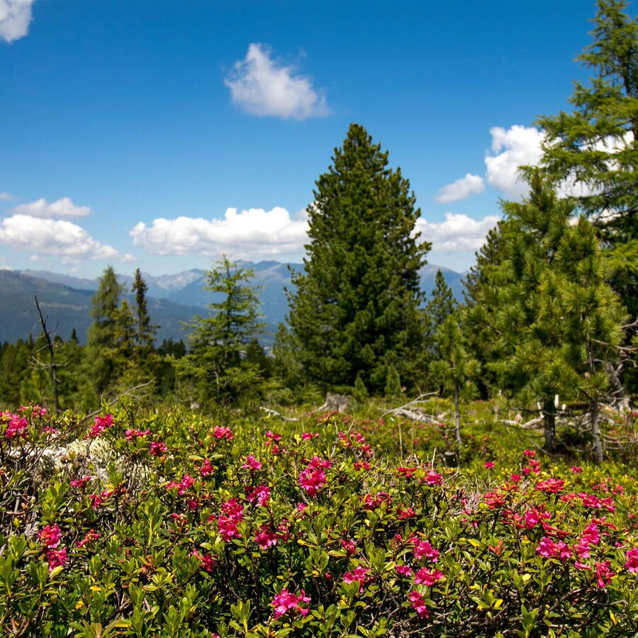 Am Kreischberg ist der volle Almrausch zu sehen.