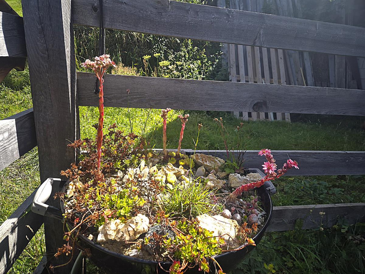 Zarze Almhütte in Matrei in Osstirol