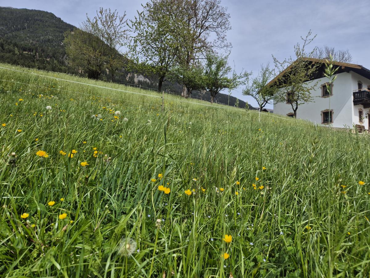 Alpenrehblick am Karwendelgebirge