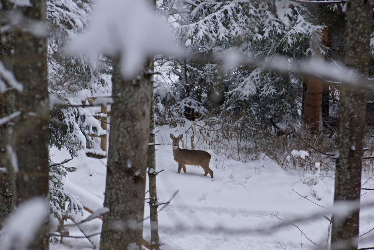 Alpenrehblick am Karwendelgebirge