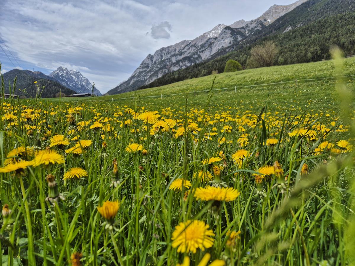 Alpenrehblick am Karwendelgebirge