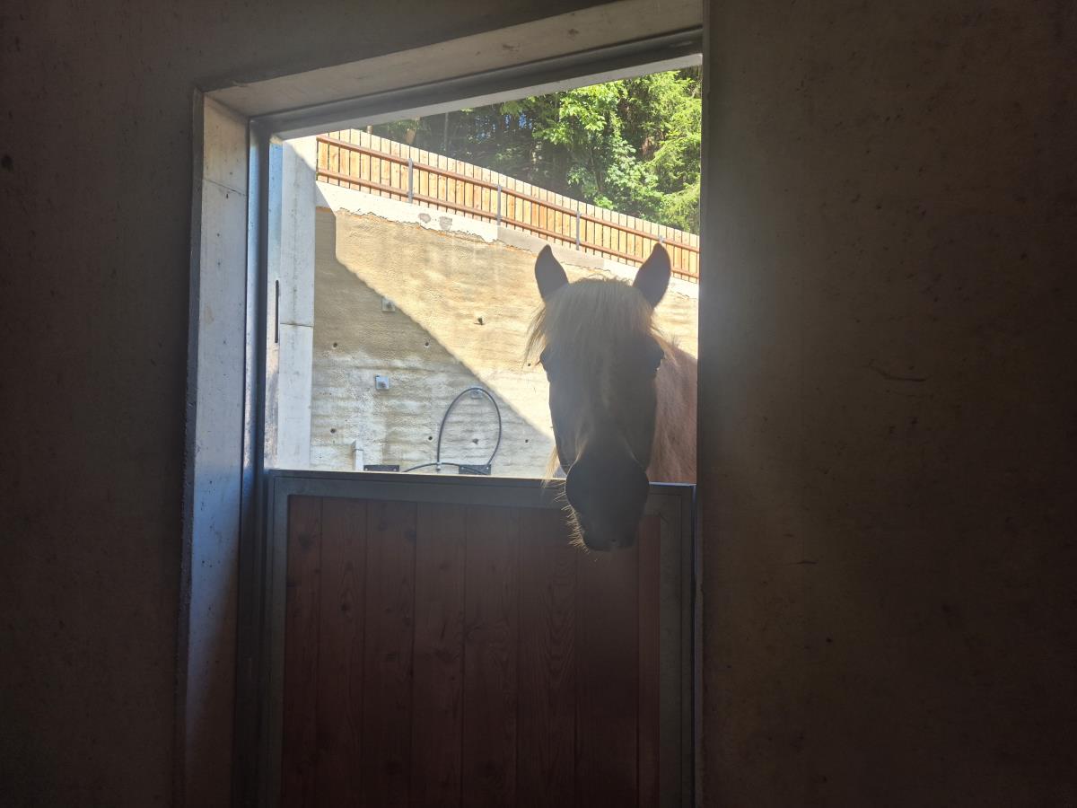 Pferdeheimat am Karwendel