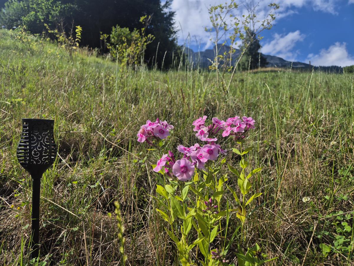 Pferdeheimat am Karwendel