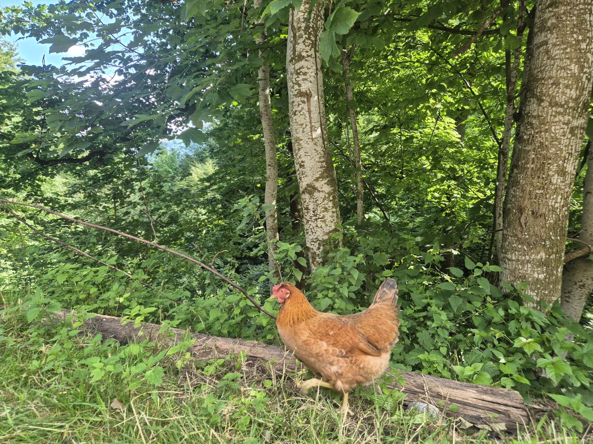 Waldsicht am Karwendelgebirge