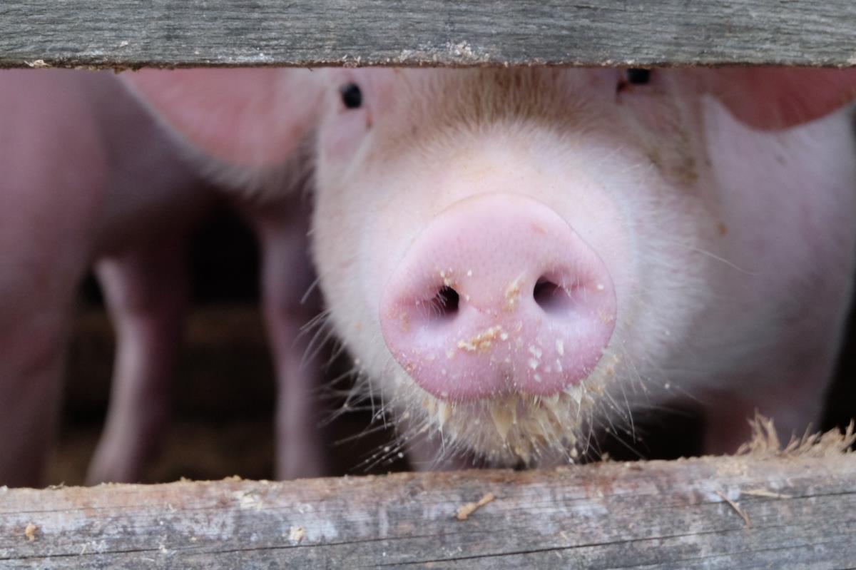 Waldhüttl am Karwendelgebirge