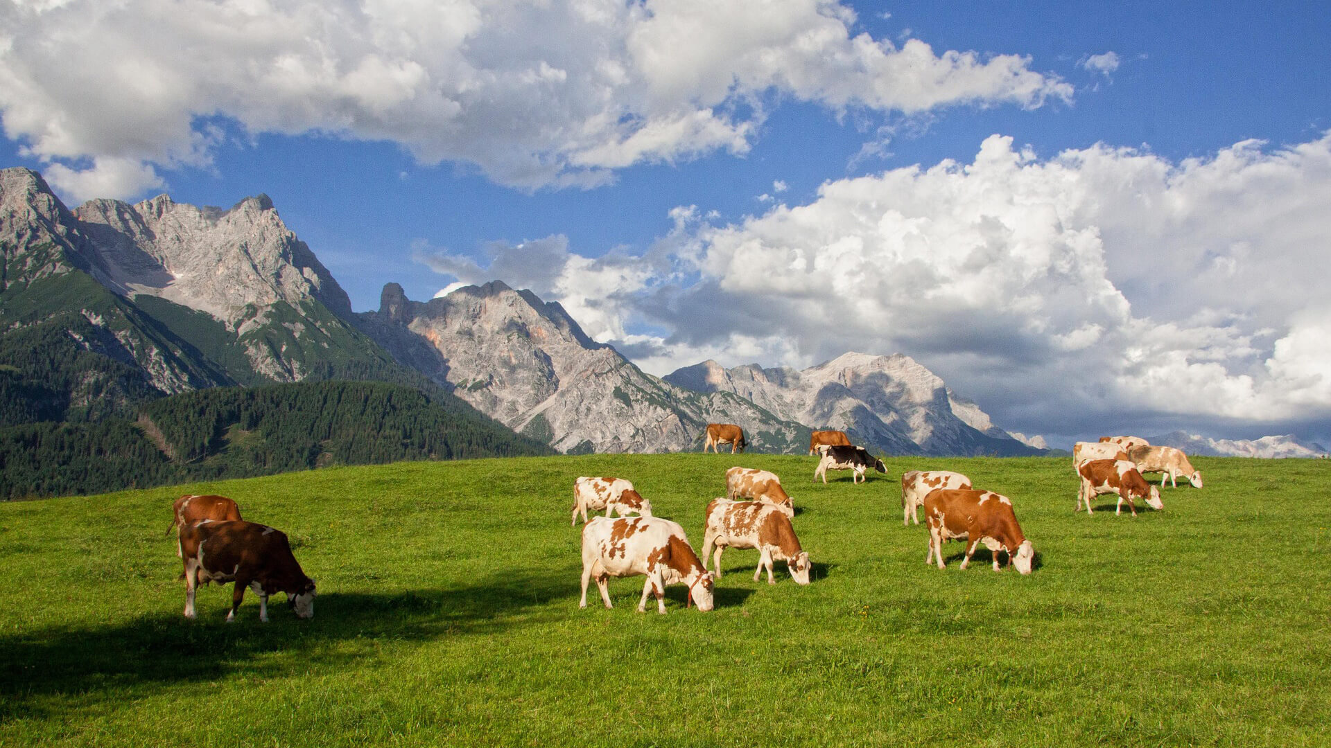 Die Kühe Grasen auf der Frischen saftigen Wiese und im Hintergrund die Bergwelt.