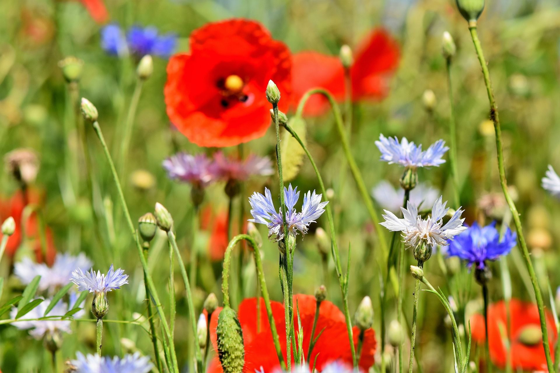 Bunte Blumenwiese mit leuchtenden Mohnblüten, die sich durch ihre intensiven Farben von den anderen Blumen abheben und eine malerische Kulisse schaffen.